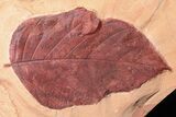 Two Large Fossil Leaves (Browniea, Castanea) - Montana #50782-3